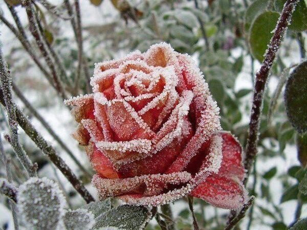 Rosa helada (foto).jpg
