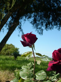 Rosa_by_letisto.jpg