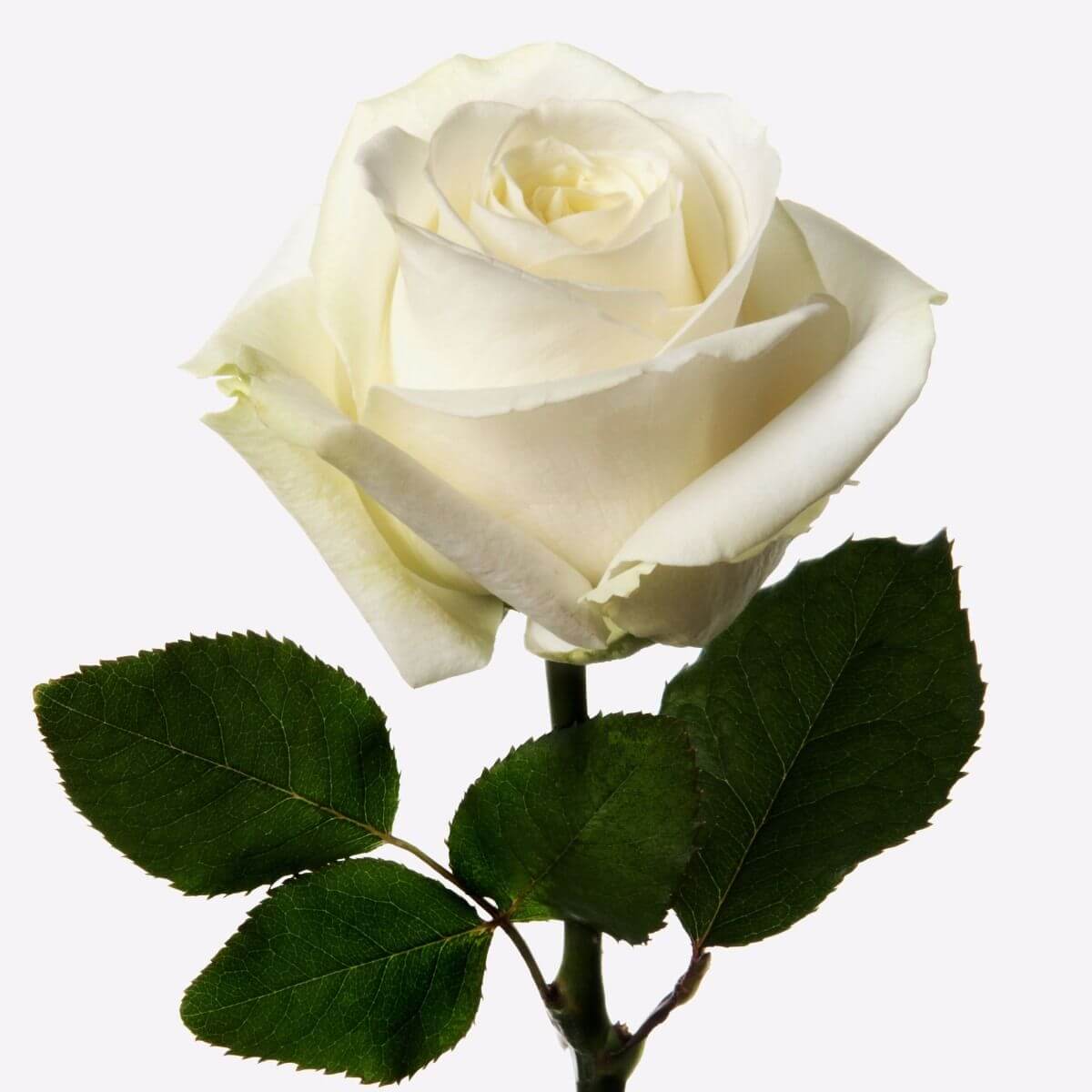 rosas-blanca.jpg