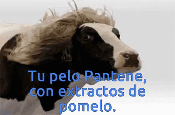 Shampoo.gif