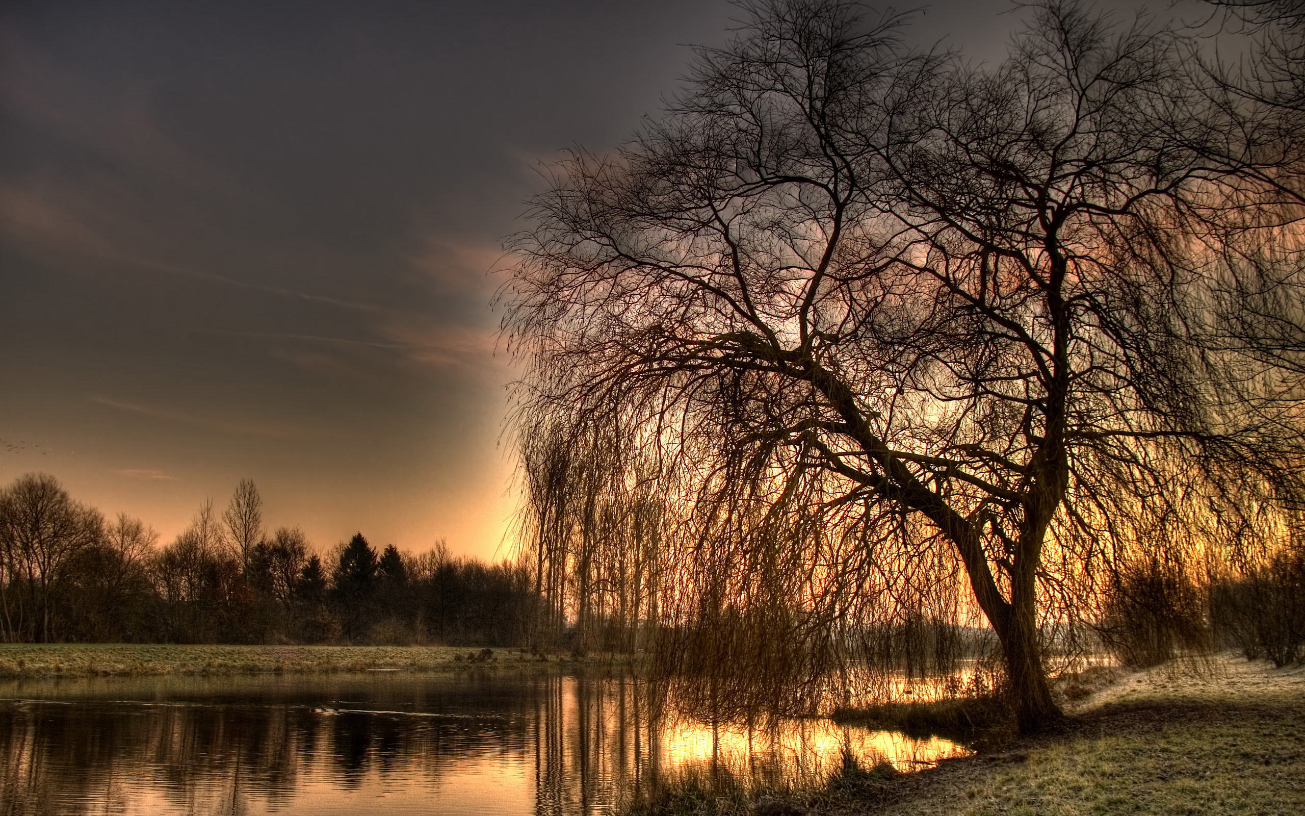 stripped-willow.jpg