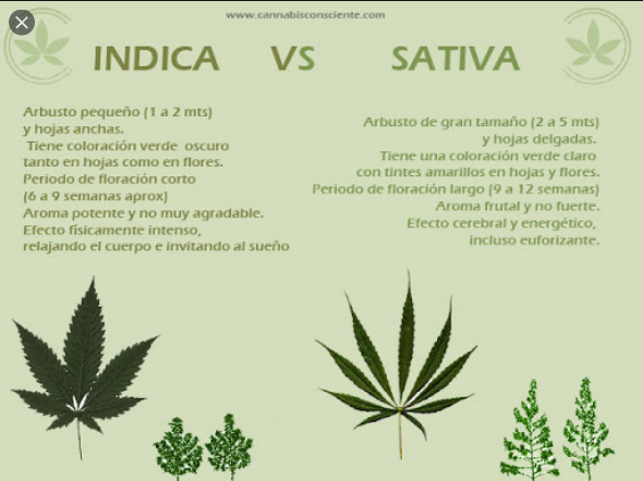 Terapia-Alternativa-euforizante.png