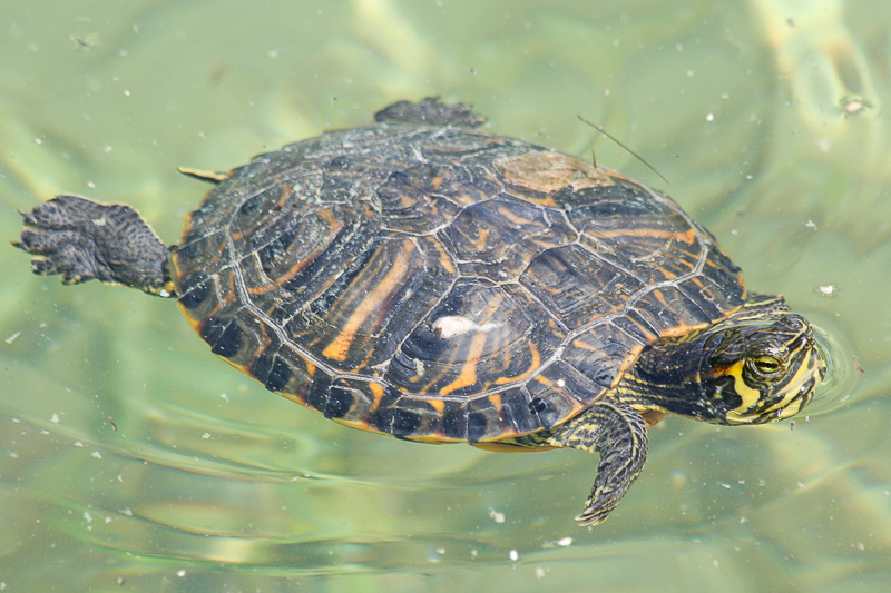 trachemys-scripta.jpg