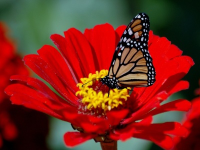 una_hermosa_mariposa_sobre_una_flor.jpg