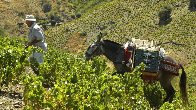 Vendimia-artesanal-Axarquia-malaguena_1396070918_110452761_667x375.jpg