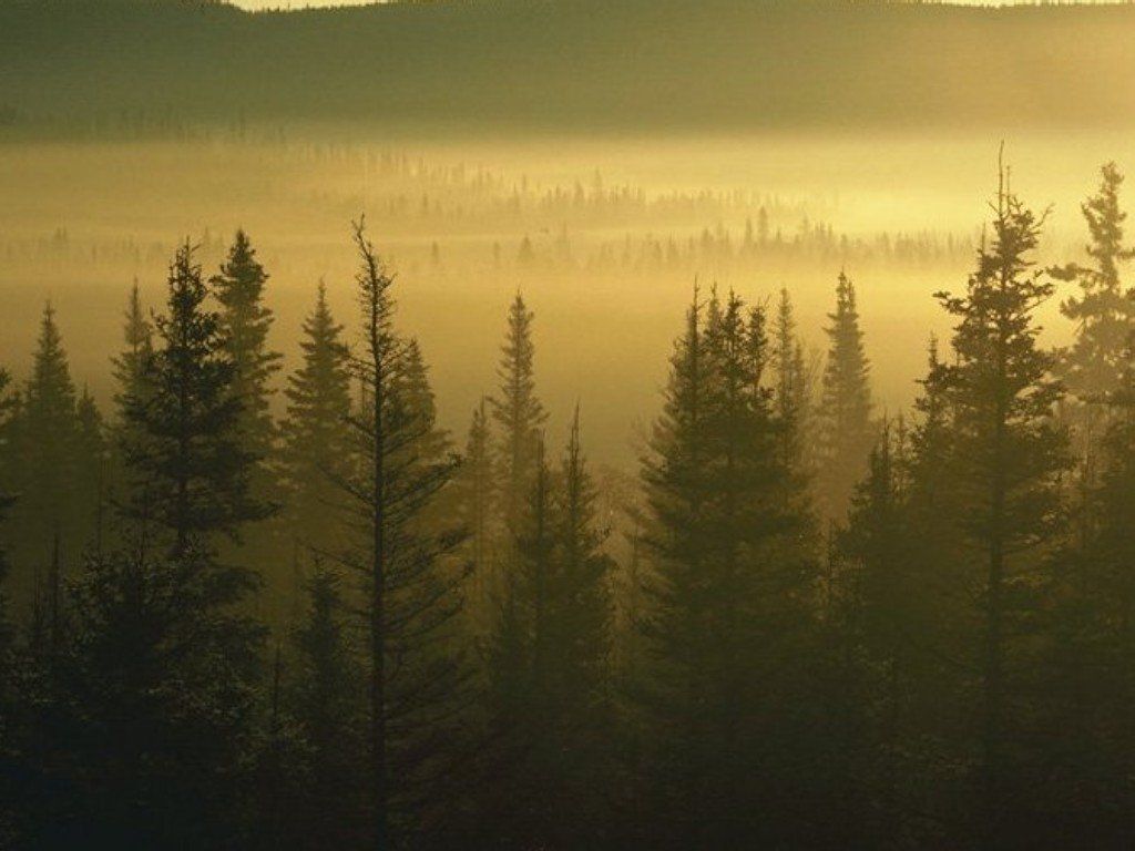 Wallpapers Bosque_015.jpg