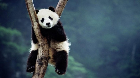 wwf.jpg