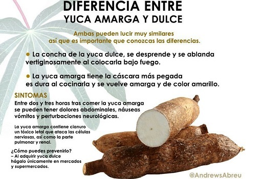 Yuca-Tuberculo-Pariente-de-la-Papa-y-del-Gname.png
