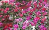 Vivero1.JPG