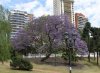 Jacaranda-Balaustrada.JPG