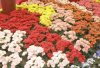 Flores1.JPG