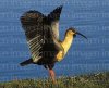 Bandurria-Theristicus-caudatus.jpg