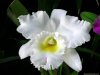 Orquídea10.jpg