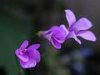 violetas1.jpg