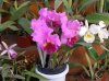Orquídea1.JPG