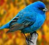 pajaro_azul2.JPG