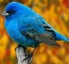 pajaro_azul.jpg