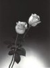 rosas.jpg