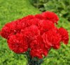 clavel1.jpg
