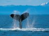 Humpback Whale..jpg