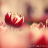 Tulipscape_II_by_WindyLife.jpg
