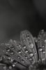 Black_teardrops_by_EvelinaD.jpg