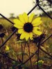 happy_flower___sad_day___by_tania00017.jpg