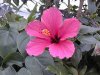 Hibiscus.jpg