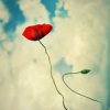 balloon_poppy_by_ZanaSoul.jpg