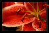 Flower_by_trevg.jpg