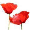 amapolas.jpg