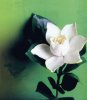 gardenia.jpg
