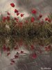 amapolas87.jpg