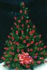 rosas-rojas.jpg