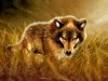 400_1212983516_lobo.jpg