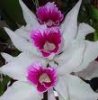 orquídea.jpg