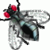 mosca01.gif