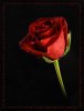 4995f08d6d375_o.jpg