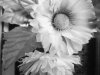 Flor_byn_by_BIZARROSER.jpg