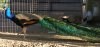 Pavo Real1.jpg