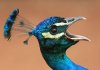 Pavo real pico abierto.jpg