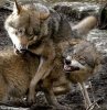 Lobos%5B1%5D.JPG