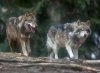 burras+y+lobos-7.jpg