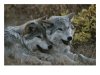 111085~Dos-lobos-grises-Canis-lupus-descansan-despues-de-jugar-con-un-palo-Posteres.jpg
