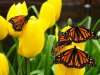 400_1210178509_butterflies.jpg