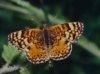 -fondosanimales-mariposas-mariposas-1.jpg