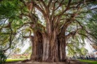 Oct-1-árbol de tule.jpg