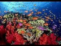 Oct-5-corales.jpg