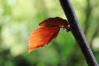 branch-1629034_960_720.jpg