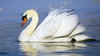 Cisne.jpg